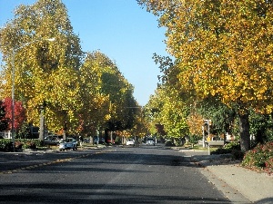 Street with mature trees
